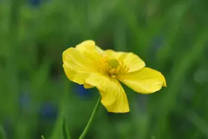 ranunculus lingua P9