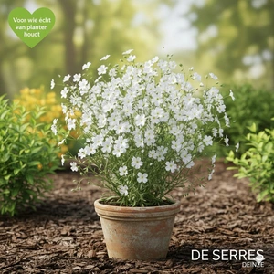 Linum perenne 'Diamant' P9