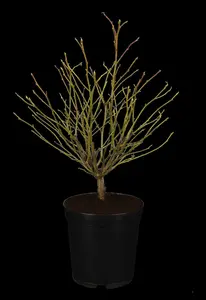 liquidambar styr. 'gumball' 14/16 C - afbeelding 5