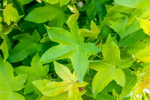 Liquidambar styr. 'Gumball' STAM/120 C10 - afbeelding 3
