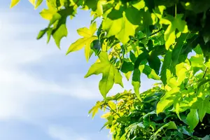 Liquidambar styr. 'Gumball' STAM/120 C10 - afbeelding 5