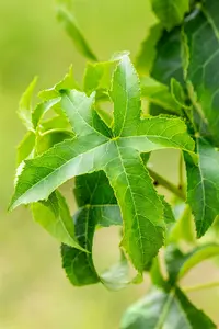 Liquidambar styr. 'Lane Roberts' 8/10 HO DKL - afbeelding 3