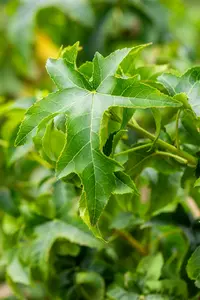 Liquidambar styr. 'Lane Roberts' 8/10 HO DKL - afbeelding 4