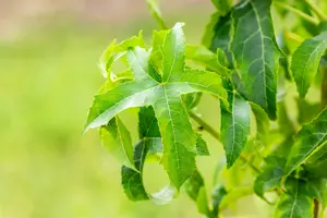 Liquidambar styr. 'Lane Roberts' 8/10 HO DKL - afbeelding 2