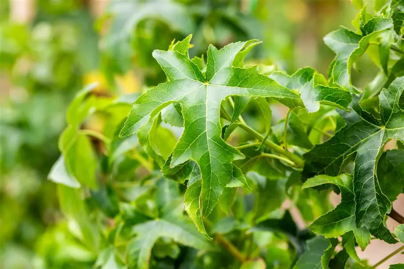 Liquidambar styr. 'Lane Roberts' 8/10 HO DKL - afbeelding 5