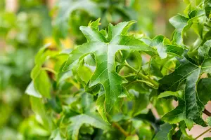 Liquidambar styr. 'Lane Roberts' 8/10 HO DKL - afbeelding 5