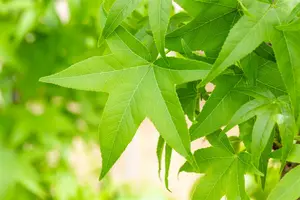 Liquidambar styr. 'Slender Silhouette' 14/16 BEVEERD DKL - afbeelding 4