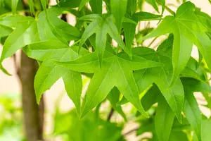 Liquidambar styr. 'Slender Silhouette' 16/18 BEVEERD DKL - afbeelding 5