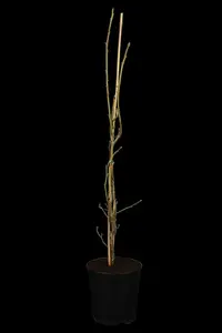 liquidambar styr. 'slender silhouette' (200-250 cm) C12 - afbeelding 5
