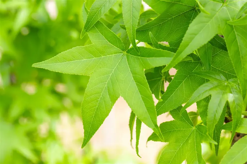 Liquidambar styr. 'Slender Silhouette' 8/10 BEVEERD C - afbeelding 4