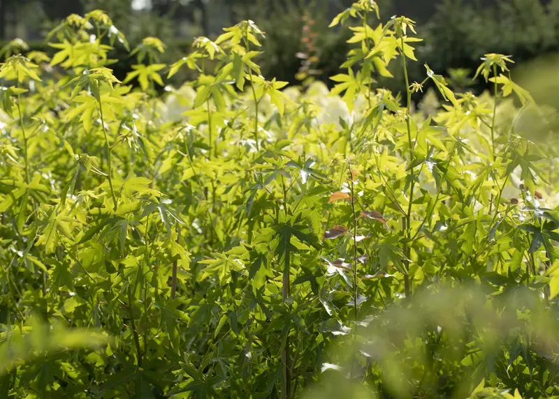 Liquidambar styr. 'Worplesdon' 14/16 BEVEERD DKL - afbeelding 5