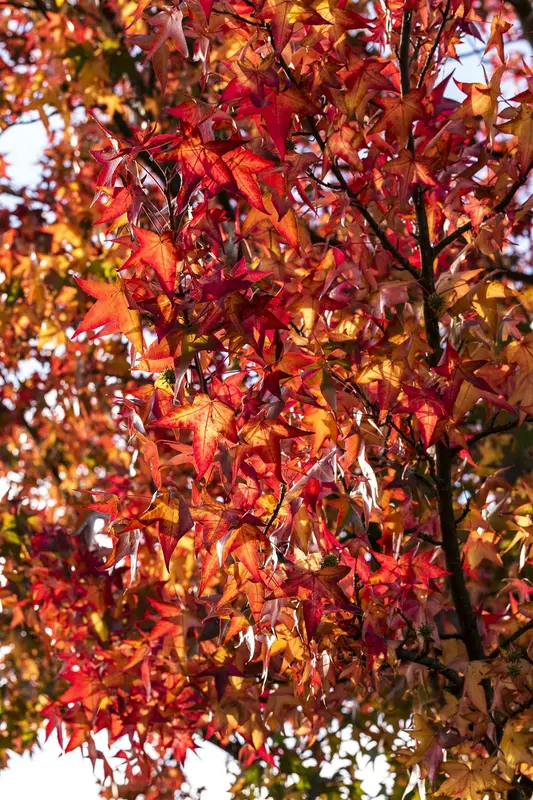 Liquidambar styr. 'Worplesdon' 20/25 BEVEERD DKL - afbeelding 1