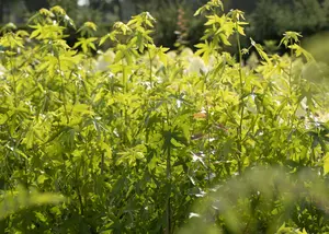 Liquidambar styr. 'Worplesdon' 8/10 HO C30 VRGL - afbeelding 5