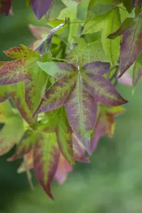 liquidambar styraciflua 16/18 C110 - afbeelding 5