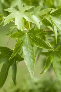 liquidambar styraciflua 16/18 C110 - afbeelding 5