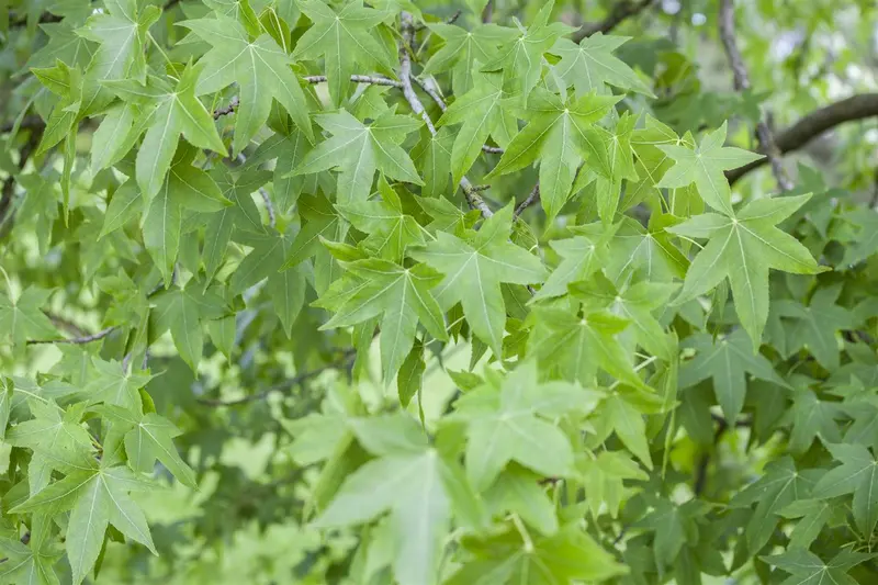 liquidambar styraciflua 16/18 C110 - afbeelding 2