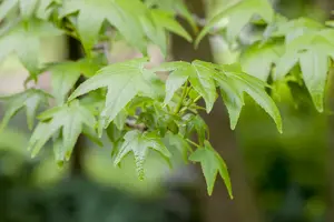 liquidambar styraciflua 16/18 C110 - afbeelding 3