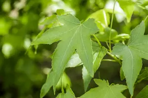 liquidambar styraciflua 16/18 C110 - afbeelding 4