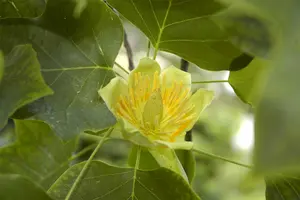 Liriodendron tul. 'Fastigiatum' 14/16 BEVEERD C