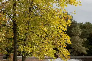 Liriodendron tulipifera 18/20 HO C