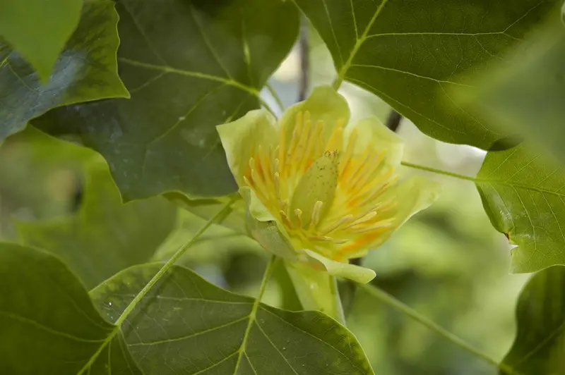 Liriodendron tulipifera 18/20 HO C - afbeelding 5