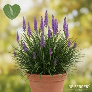 Liriope muscari 'Evergreen Giant' P9