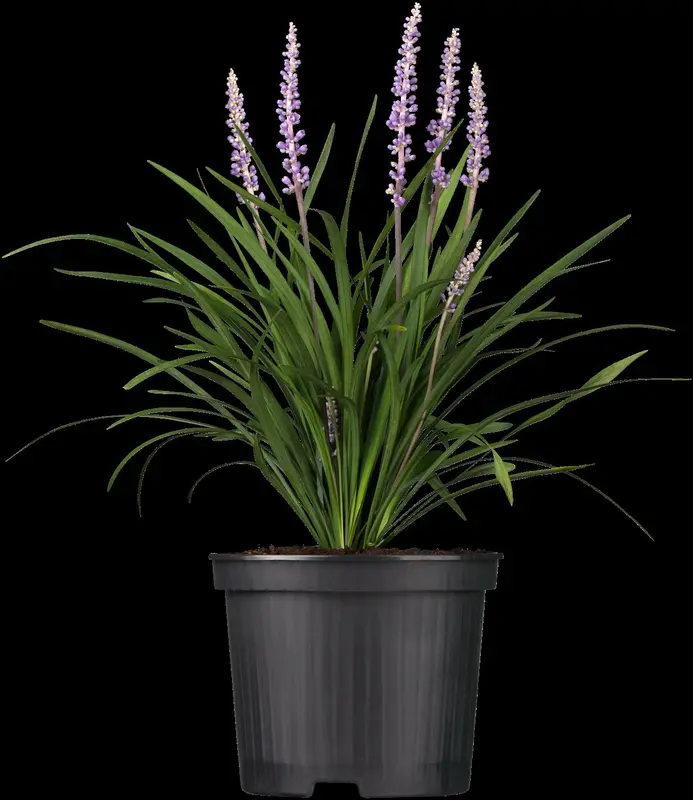 Liriope musc. 'Samantha' P9 - afbeelding 1