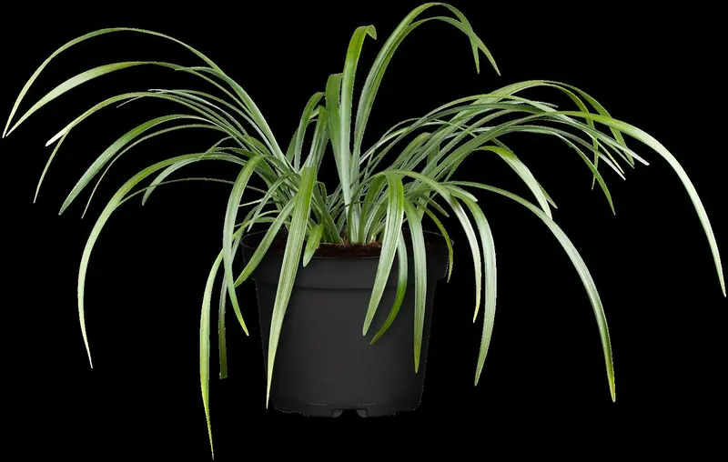 Liriope musc. 'Samantha' P9 - afbeelding 2