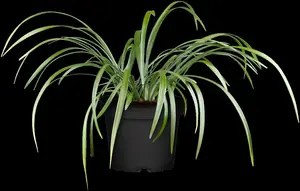 Liriope musc. 'Samantha' P9 - afbeelding 2