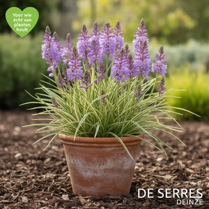 Liriope muscari 'Variegata' P9