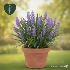 Liriope spicata P9