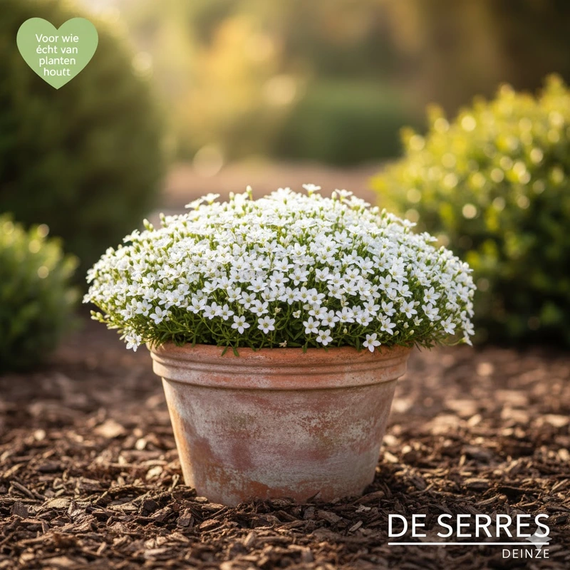 Lithodora diffusa 'Alba' P9