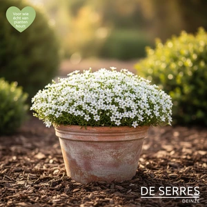 Lithodora diffusa 'Alba' P9