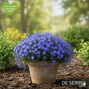 Lithodora diffusa 'Cambridge Blue' P9