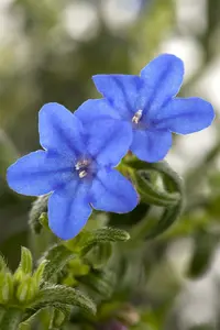 Lithodora dif. 'Compact Blue' P9 - afbeelding 1