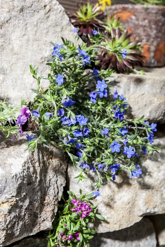 Lithodora dif. 'Compact Blue' P9 - afbeelding 4