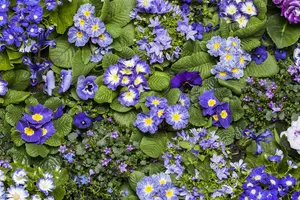 Lithodora dif. 'Compact Blue' P9 - afbeelding 2