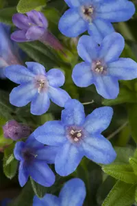 Heavenly Blue - afbeelding 7