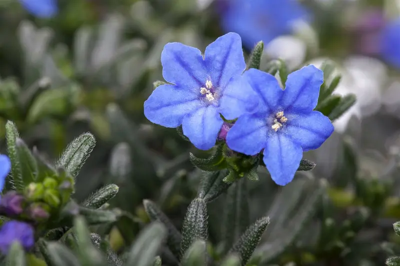 Heavenly Blue - afbeelding 6