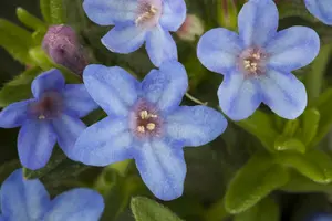 Heavenly Blue - afbeelding 8