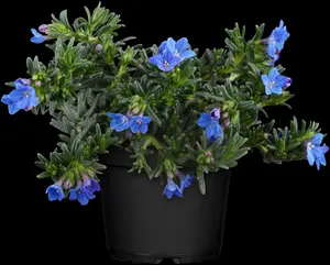 Heavenly Blue - afbeelding 10