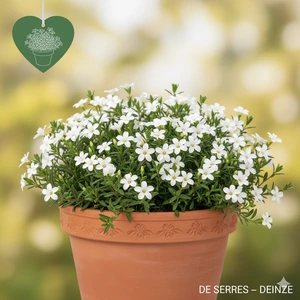 Lithodora diffusa 'Alba' P10.5