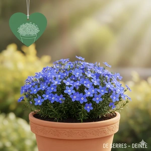 Lithodora diffusa 'Grace Ward' P10.5