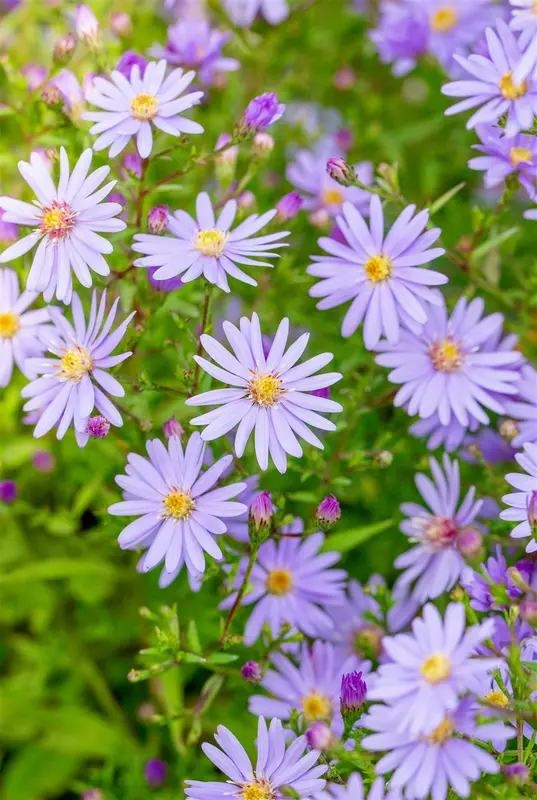 Aster cord. 'Little Carlow' P9 - afbeelding 4