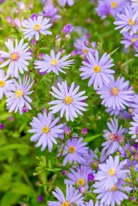 Aster cord. 'Little Carlow' P9 - afbeelding 4