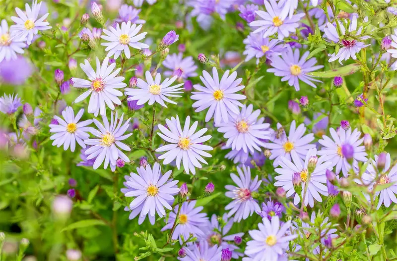 Aster cord. 'Little Carlow' P9 - afbeelding 3
