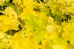 heuchera hybr. 'little cutie blondie in lime' - afbeelding 5