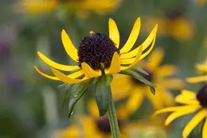 rudbeckia fulg. 'little goldstar' P9 - afbeelding 5