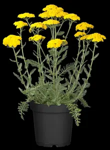 achillea hybr. 'little moonshine' P9 - afbeelding 2