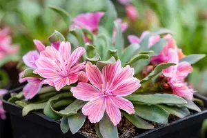 lewisia hybr. 'little plum' P9